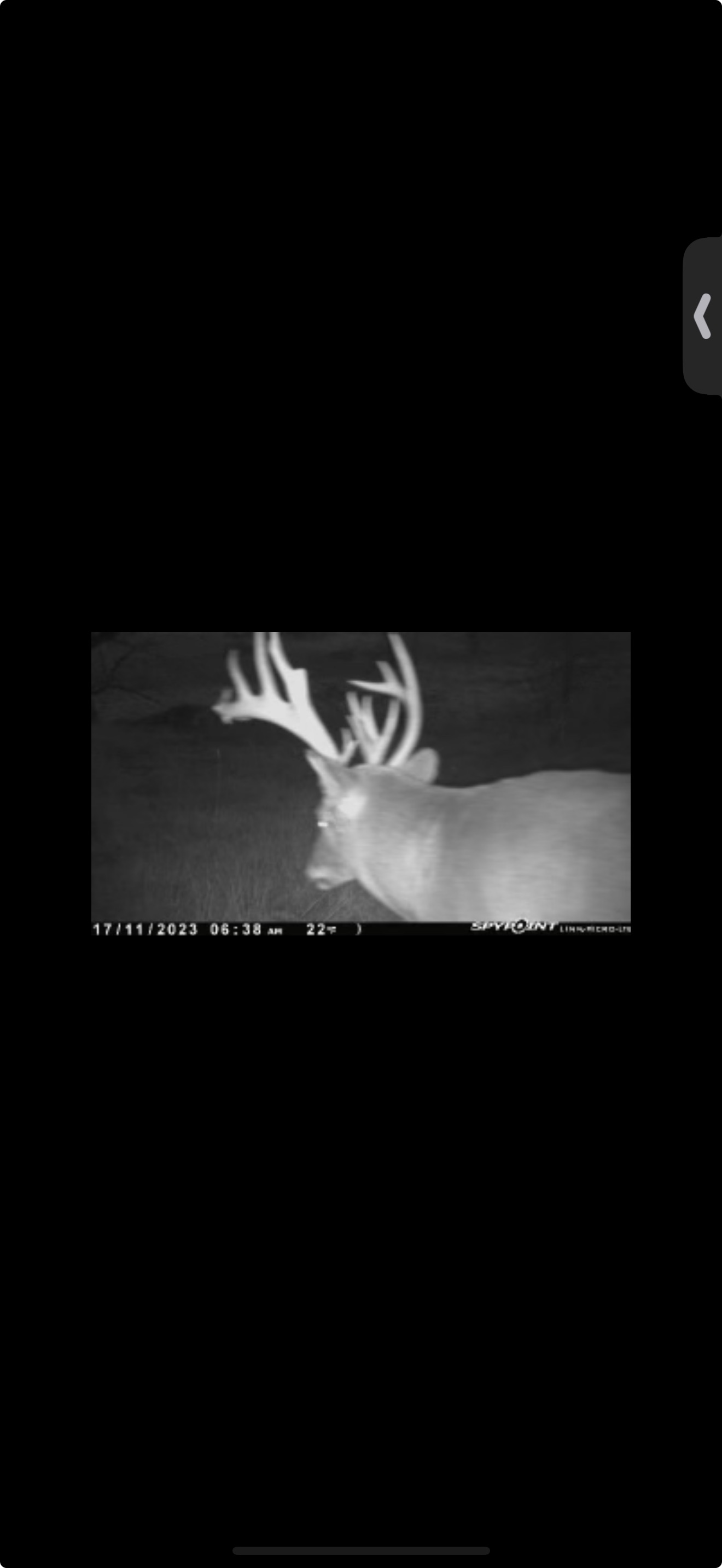 deer2